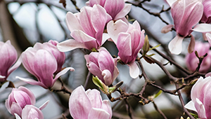 Citronellal (Tinh ch?t s?)