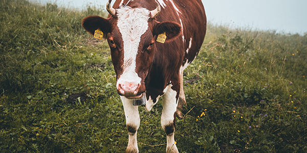 ??ng v?t nhai l?i (Trau, bò)